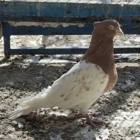 کله زرد|پرنده|بندر ماهشهر, |دیوار