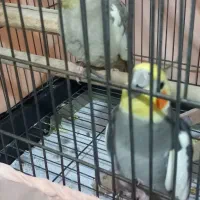 یک جفت عروسی هلندی|پرنده|تهران, افسریه شمالی|دیوار