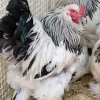 تخم نطفه دار انواع مرغ و خروس و جوجه