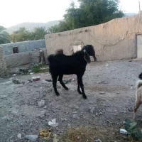 تروشت فروشی دامن