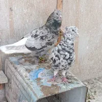 هفت رنگ دم سفید