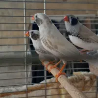 فنج لپ سیاه