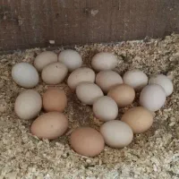 تخم مرغ محلی و برهما نطفه دار وجوجه ومرغ وخروس