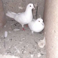 کبوترپتی والا