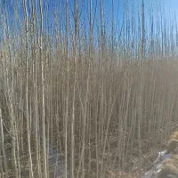 جلدگردو