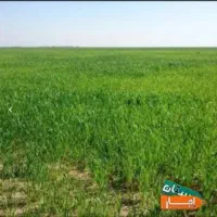 اجاره زمین کشاورزی توضیحات بخونید