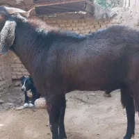 نر بز|حیوانات مزرعه|مشهد, شهید هاشمی نژاد|دیوار