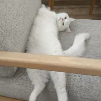 گربه سفید بیریتیش