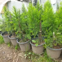 کاج طلایی سطل ۴|گل و گیاه طبیعی|چابکسر, |دیوار