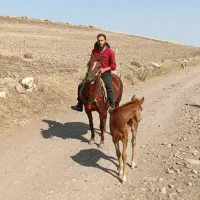 اسب ماده ۴ ساله یوقه