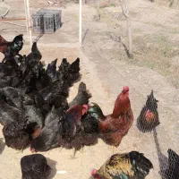 مرغ تخم گذار گلپیگان