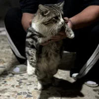 گربه پرشین|گربه|رشت, آتشگاه|دیوار