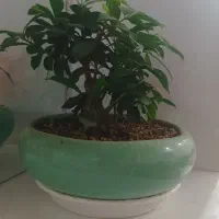 گیاه بنسای|گل و گیاه طبیعی|مشهد, شهرک امام هادی (شهرک غرب)|دیوار