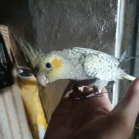 پرنده عروس هلندی