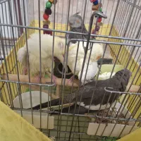 پرنده عروس هلندی