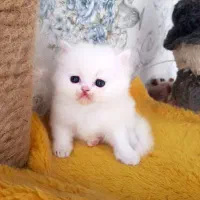 توله گربه پرشین