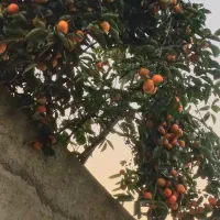خرمالو گوجه ای یکدست و تمیز