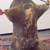 هیزه|ظروف نگهدارنده، پلاستیکی، یکبارمصرف|کرمانشاه, |دیوار