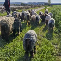 فروش میش و بره خانگی