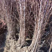 نهال ارقام بازارپسند میوه