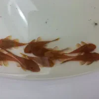 فروش انواع کت L144  و کت L59 به صورت تکی و عمده