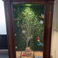 گرنچیک کتوله عروس