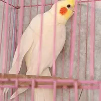 جفت عروس لوتینو مولدکینگ سایزبندرلنگه