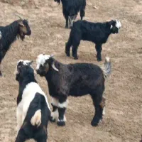 سلام‌65بیگ‌65بز‌مسجدسلیمان