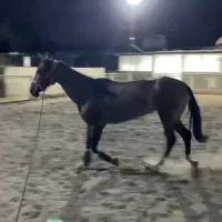 آموزش سوارکاری