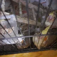 طوطی سخنگو پنج تا طوطی عروس هلندی|پرنده|رشت, سیا اسطلخ|دیوار