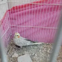 دوعدد جوجه عروس