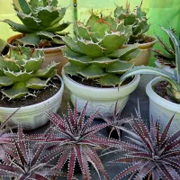 گیاه آگاو و کاکتوس