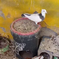 کبوتررنگه|پرنده|تربتحیدریه, شهرک ولیعصر|دیوار