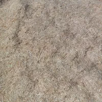 کاه تریلی گندم