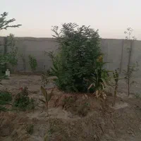 زمین-چند-هزار-متر-ملکی-شاهنامه-35-اطراف-گلخانه