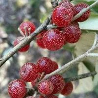 211-متر-سنددار-باغ-مرکبات