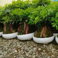 پیتسپروم بنسای عمده (میخک هندی)