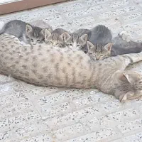واگذاری بچه گربه بامزه و سالم