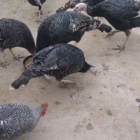 فروش چند عدد بوقلمون و خروس|حیوانات مزرعه|خنداب, |دیوار