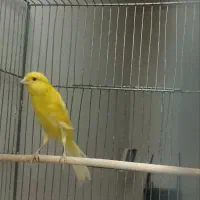 قناری نر بلند|پرنده|قم, هفت تیر|دیوار