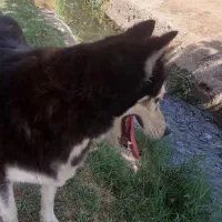 سگ هاسکی مالاموت|سگ|پاکدشت, پاکدشت (مامازند)|دیوار