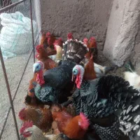 خروس و بوقلمون|حیوانات مزرعه|راین, |دیوار