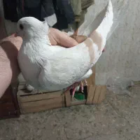 ۳تا نر|پرنده|خرمآباد, |دیوار