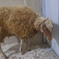 گوسفند نرو ماده.