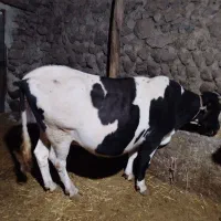 گاو هلندی دندان ضعیف 8ماهه باردار