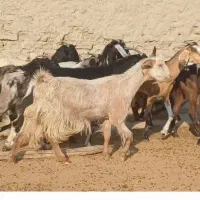 ۳۰ راس بزکهره دار و ابستن داشتی جوان|حیوانات مزرعه|لامرد, |دیوار