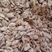 تخمه کدو+|خوردنی و آشامیدنی|قم, باسکول|دیوار