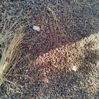 ضایعات خرما