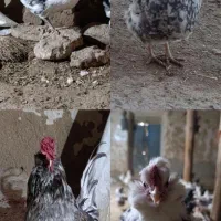 تخم مرغ گلین