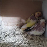 جوجه طوطی برزیلی